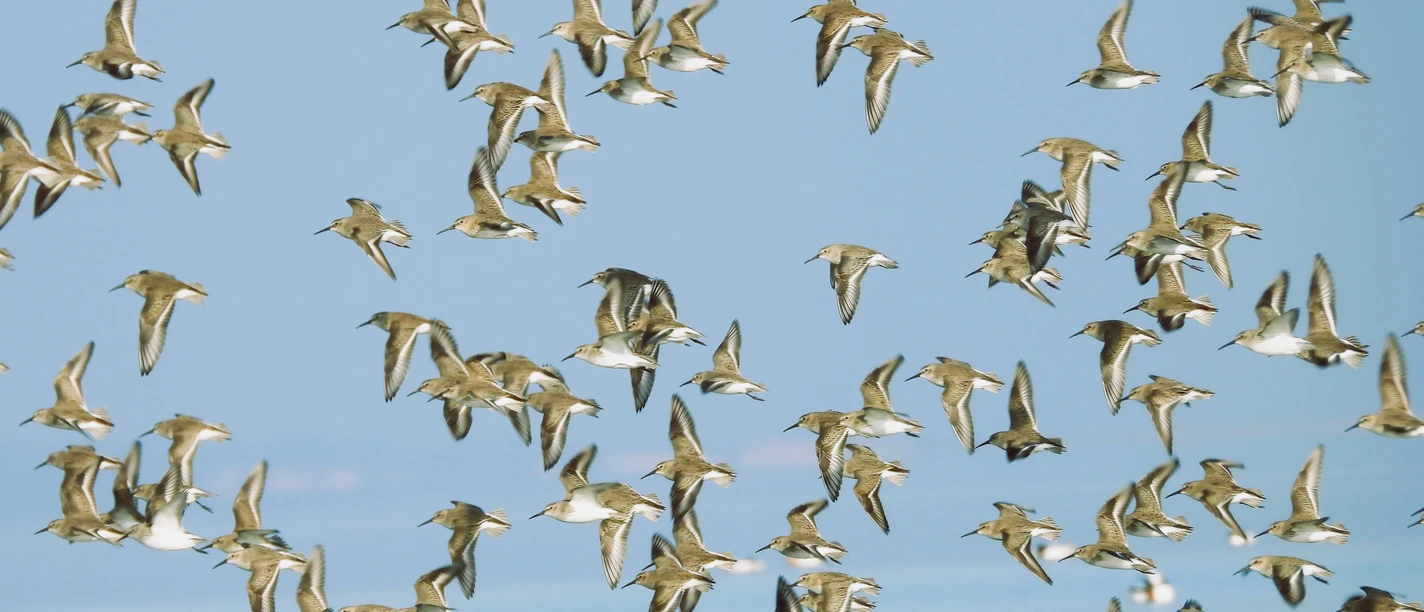 12.11.2022 Vogelwelt Bensersiel Bild. Birgit Haller ©Wattenhuus Bensersiel (7).JPG