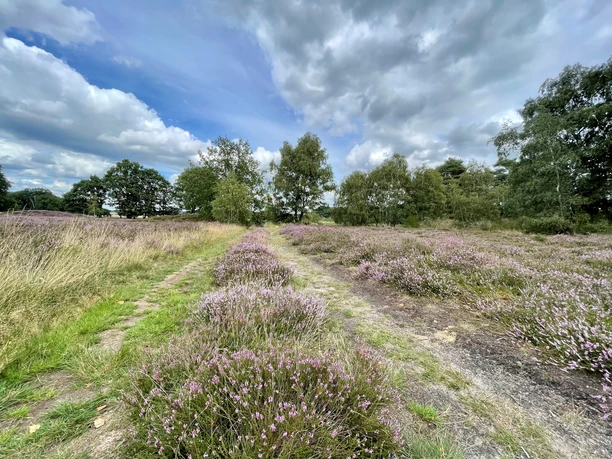 Addenstorfer Heide 2 (c) Bad Bevensen Marketing GmbH Nina Lüdemann.jpg