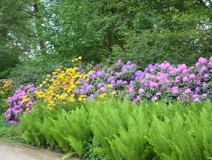 Rhododendron 3 (c) Bad Bevensen Marketing GmbH | Nina Lüdemann.jpg