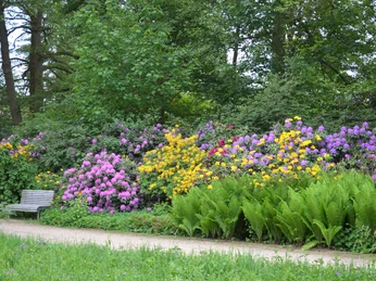 Rhododendron 1 (c) Bad Bevensen Marketing GmbH | Nina Lüdemann.jpg