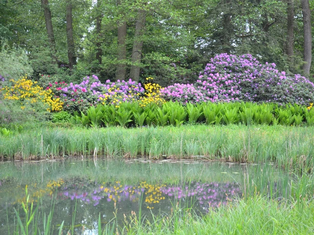 Rhododendron 2 (c) Bad Bevensen Marketing GmbH | Nina Lüdemann.jpg