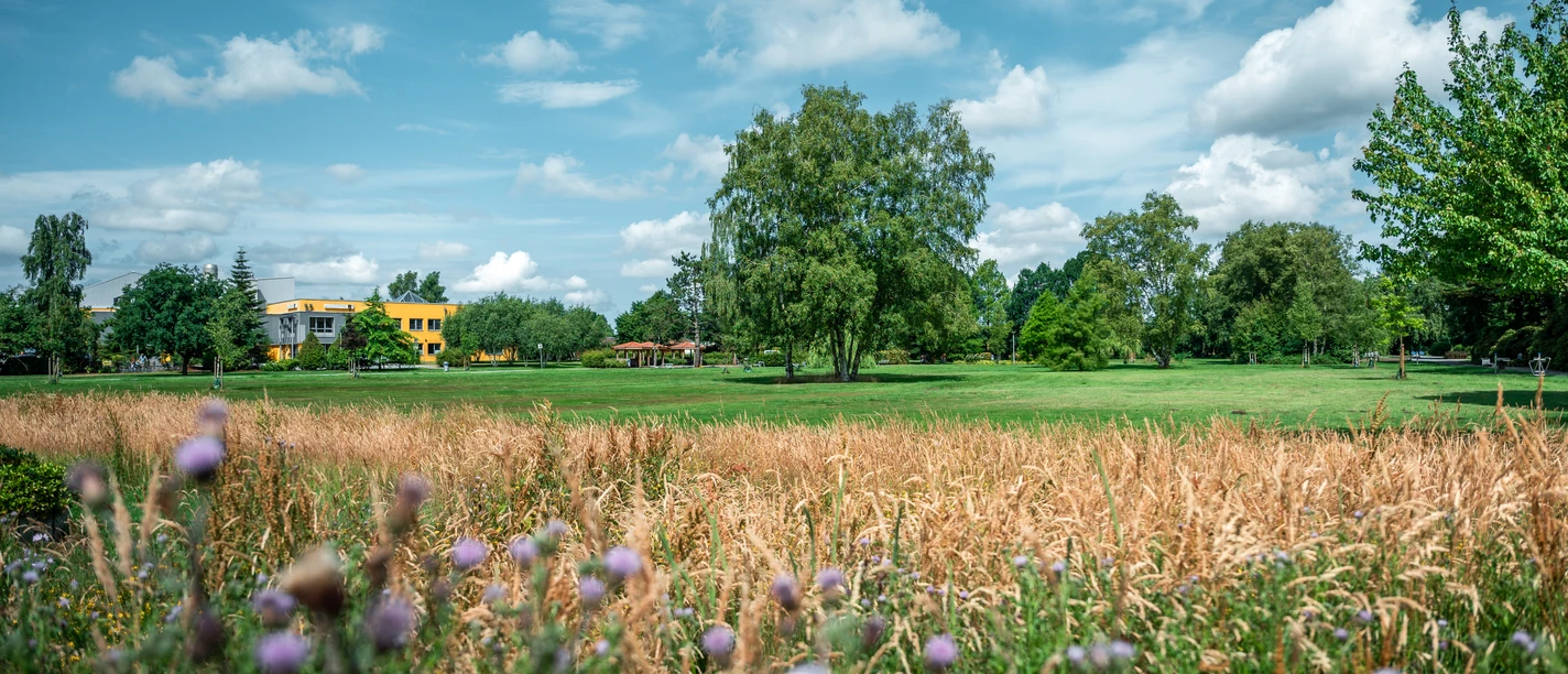 Blühwiese im Kurpark.jpg