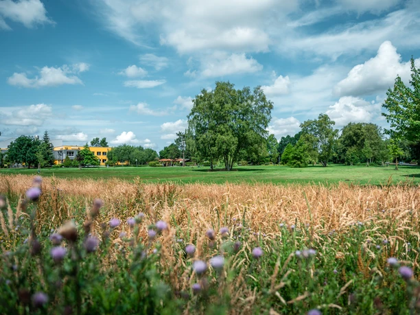 Blühwiese im Kurpark.jpg