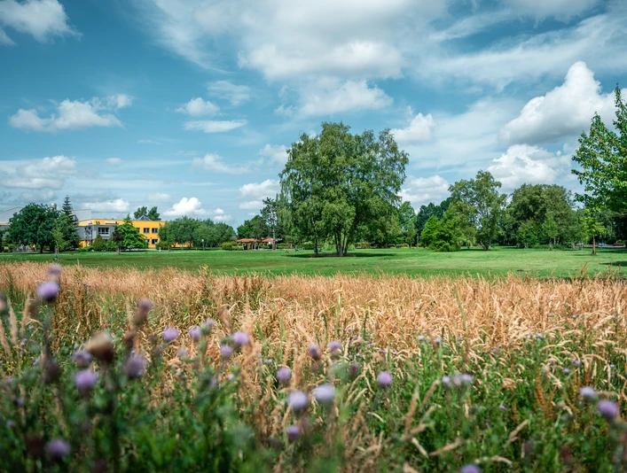 Blühwiese im Kurpark.jpg