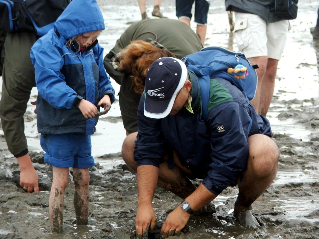 was findet sich im watt Erwachsene und Kind knien im Watt und suchen im Schlick nach Muscheln und Wattbewohnern.
