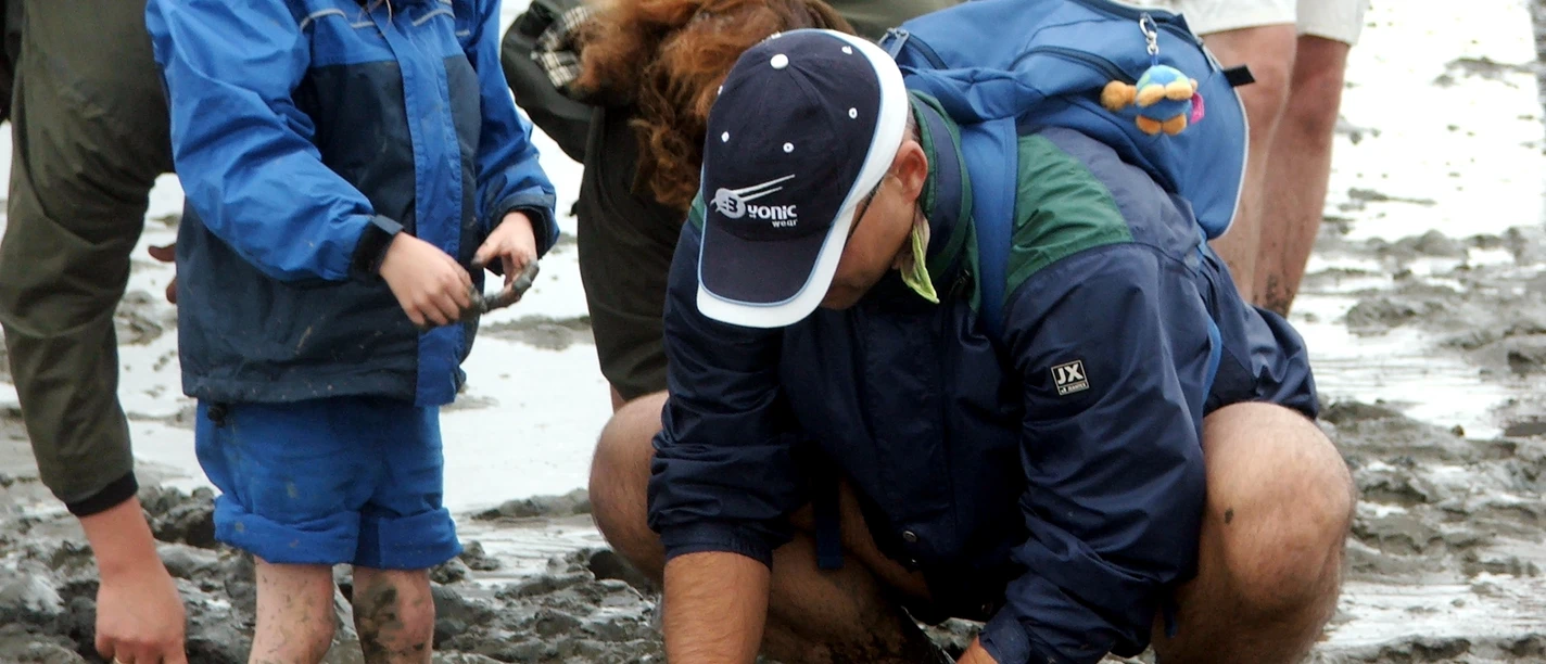 was findet sich im watt Erwachsene und Kind knien im Watt und suchen im Schlick nach Muscheln und Wattbewohnern.