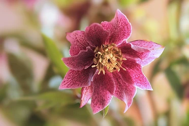 Blume