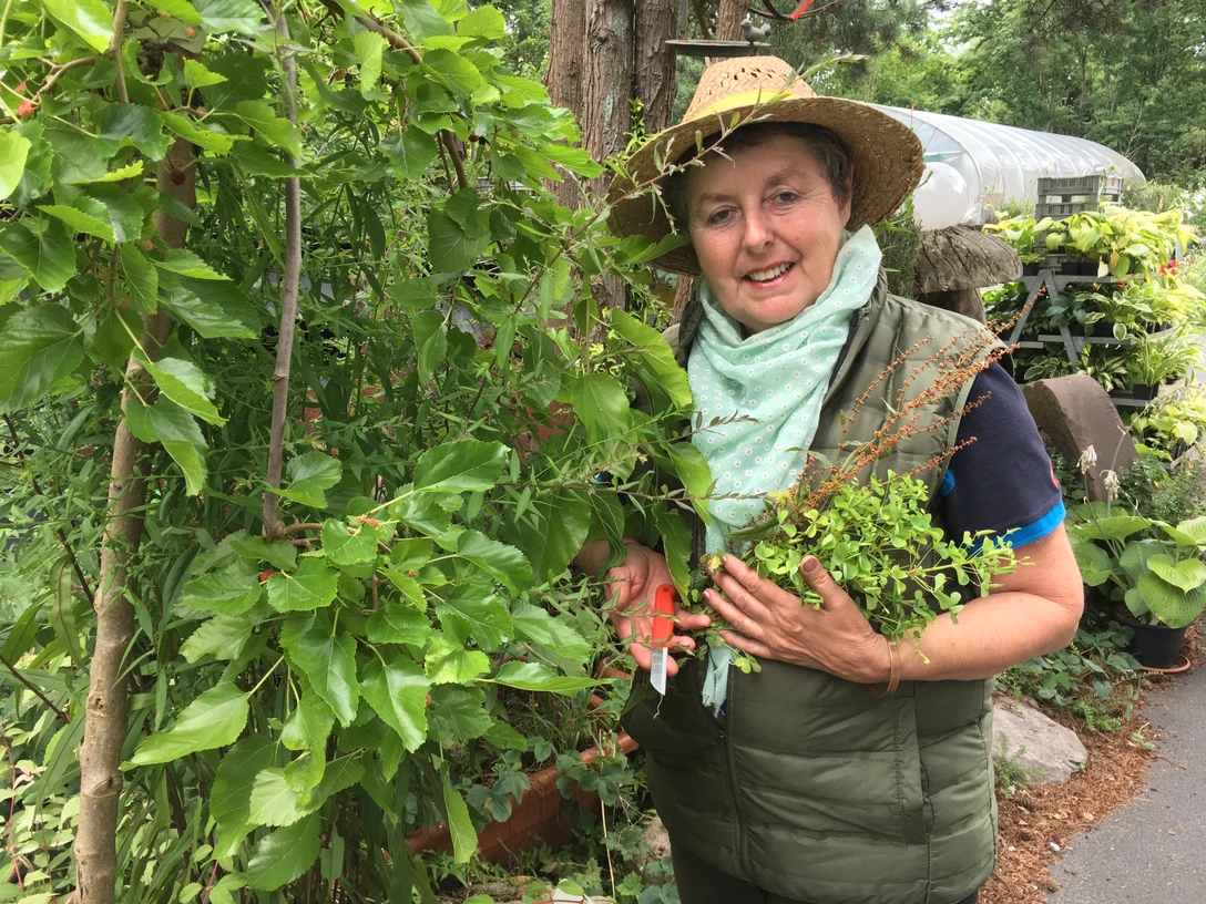 Wildes Kräuterwissen am Wegesrand - Marianne Radtke Marianne Radtke im Bauerngarten, umgeben von wilden Kräutern, mit Strohhut und grüner Weste.