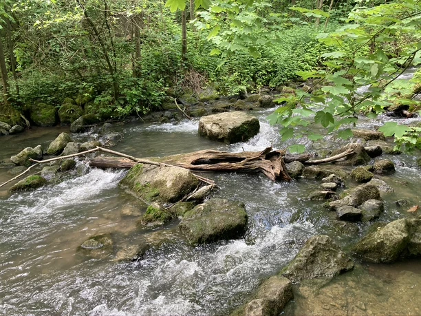 Auf der Suche nach Glück - Bärbel Troschke-Monka Ein sanft fließender Bach schlängelt sich durch einen üppig grünen Wald mit moosbedeckten Steinen.