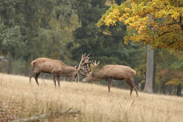 WildtierPark