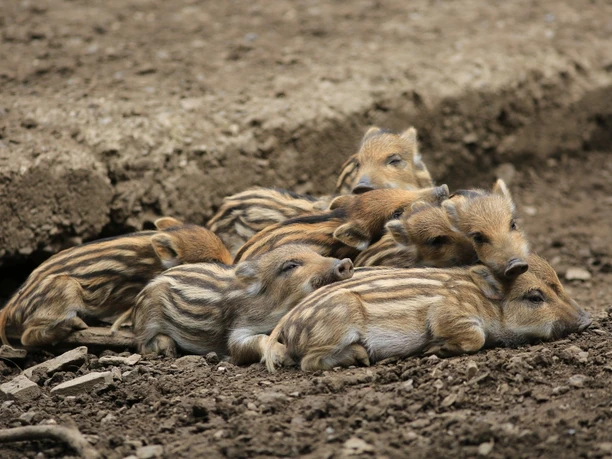 WildtierPark Edersee