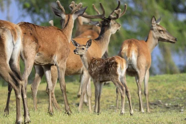WildtierPark Edersee