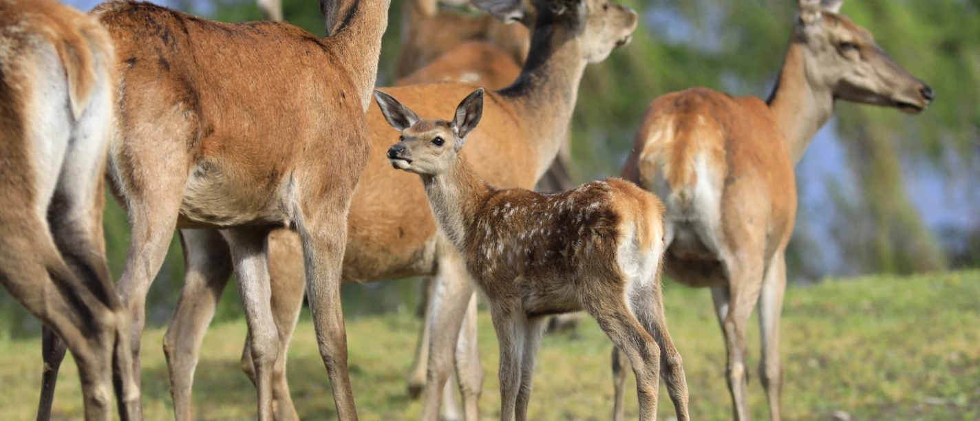 WildtierPark Edersee