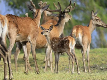 WildtierPark Edersee
