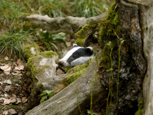 WildtierPark Edersee