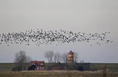 Nonnengänse fliegen über den rot-gelben Pilsumer Leuchtturm.
