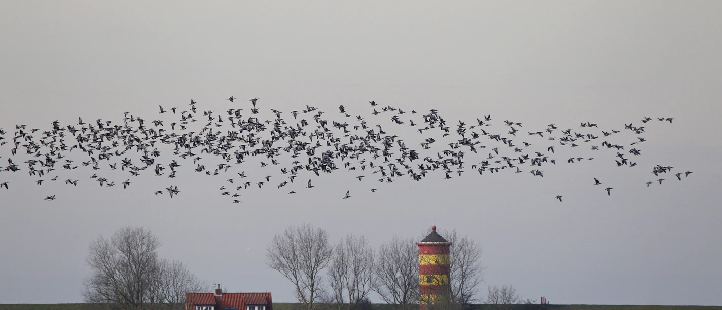 Pilsumer Leuchtturm: Nonnengänse Nonnegæs flyver over det rød-gule fyrtårn i Pilsum.