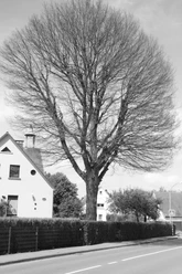 tengern-friedenslinde.jpg Eine imposante Linde erhebt sich vor Wohnhäusern, ihr verzweigtes Geäst ragt gen Himmel.