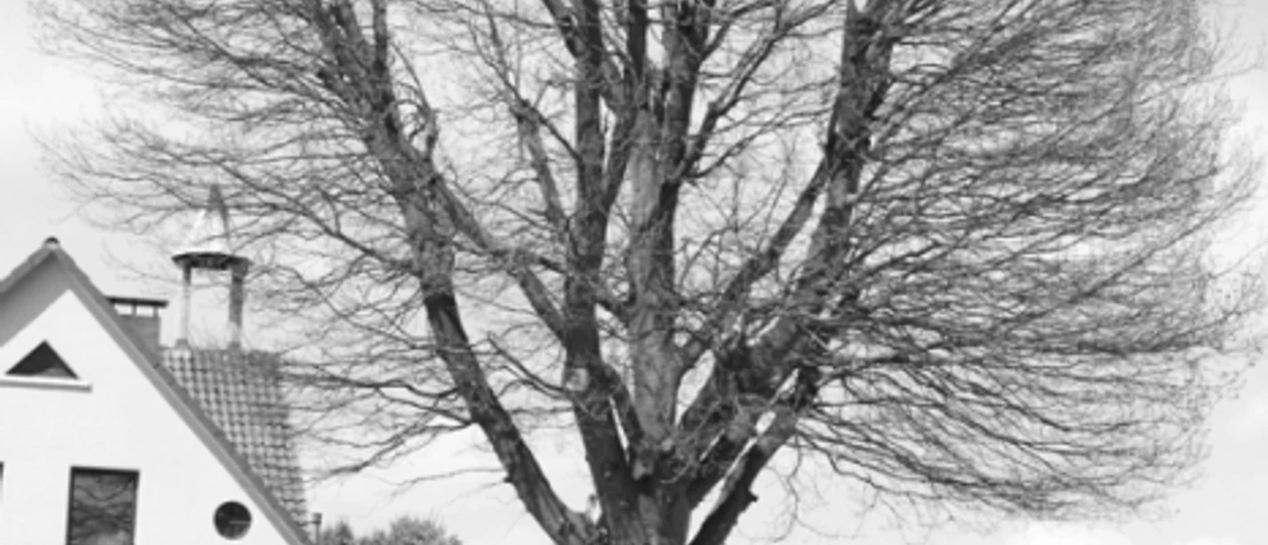 tengern-friedenslinde.jpg Eine imposante Linde erhebt sich vor Wohnhäusern, ihr verzweigtes Geäst ragt gen Himmel.