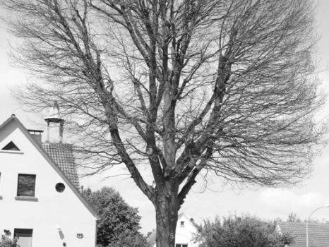 tengern-friedenslinde.jpg Eine imposante Linde erhebt sich vor Wohnhäusern, ihr verzweigtes Geäst ragt gen Himmel.