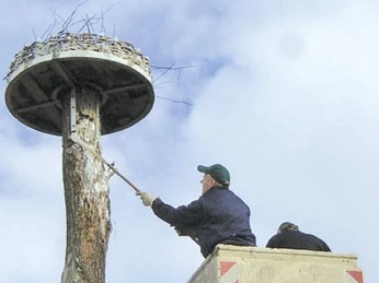 Storchendorf Tengern Ein Techniker richtet auf einer Hebebühne ein Storchennest auf einem hohen Baum in Tengern ein.