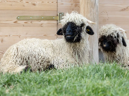 Torgauer Arche Waliser Schwarznasen