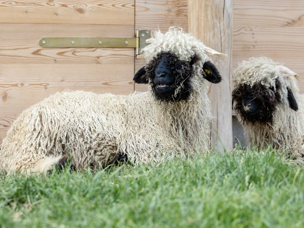 Torgauer Arche Waliser Schwarznasen