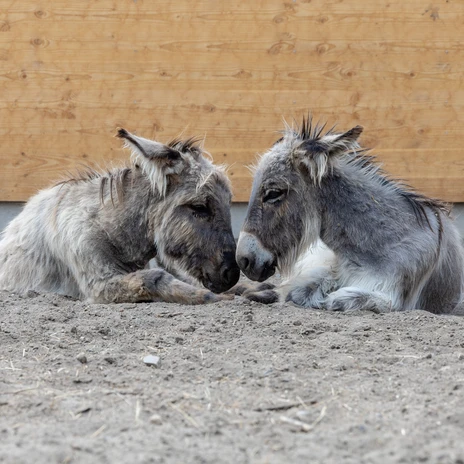 Torgauer Arche Zwergesel