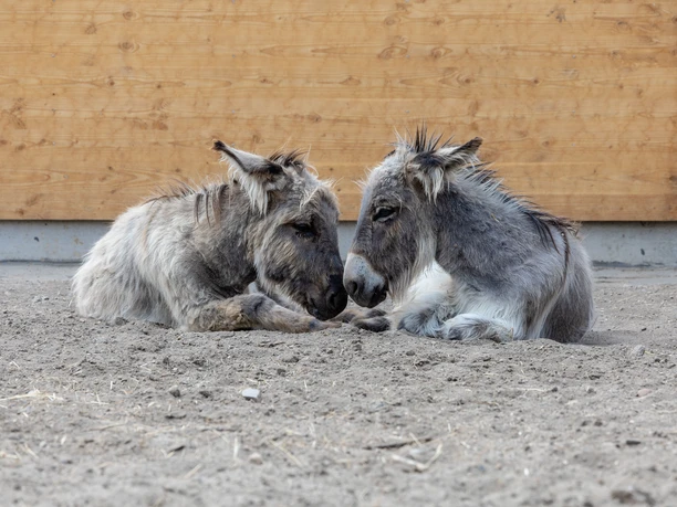 Torgauer Arche Zwergesel