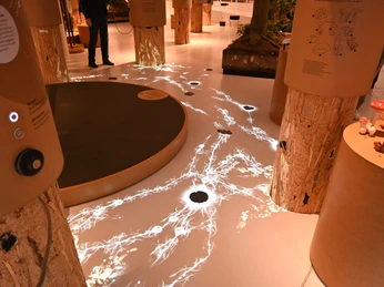 communicatie tussen bomen Lichtbahnen markieren die Nachrichtenwege zwischen BäumenLight trails mark the communication paths between treesLichtsporen markeren de communicatiepaden tussen bomenLysspor markerer kommunikationsvejene mellem træerne