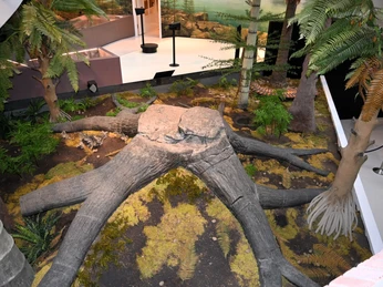 Sigillaria Sigillaria im Museum am SchölerbergSigillaria in the Museum am SchölerbergSigillaria in het Museum am SchölerbergSigillaria i Museum am Schölerberg