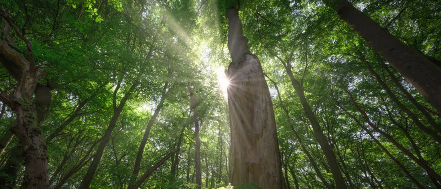 Blick in den Wald Man schaut nach oben in die Bäume. Die Sonne scheint durch die Blätter.