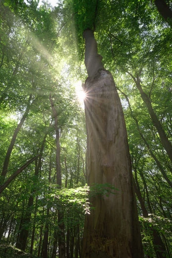 Blick in den Wald Man schaut nach oben in die Bäume. Die Sonne scheint durch die Blätter.