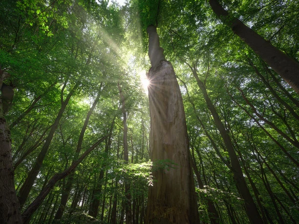 Blick in den Wald Man schaut nach oben in die Bäume. Die Sonne scheint durch die Blätter.