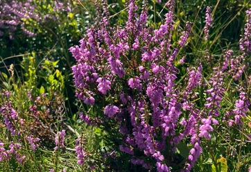 Heideblüte