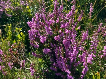 Heideblüte