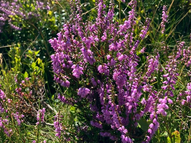 Heideblüte