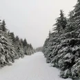 Wanderweg mit Tannen im Winter Wanderweg mit Tannen im Winter
