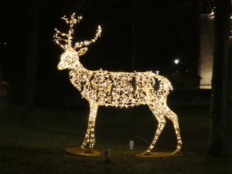Deer illuminated