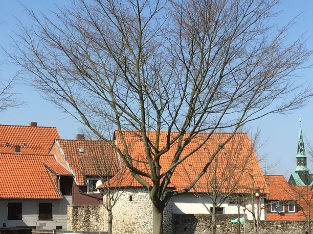Stadtmauer in Osterode am Harz Stadtmauer in Osterode am Harz