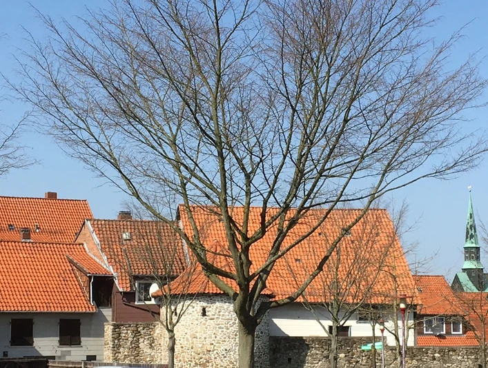 Stadtmauer in Osterode am Harz Stadtmauer in Osterode am Harz