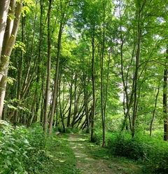 Stadtwald