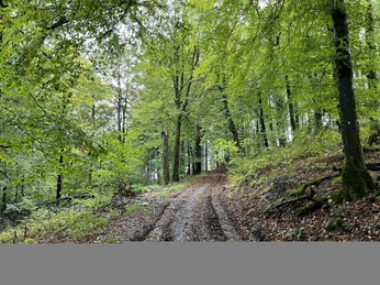 Buchenwald im Frühling am Uplandsteig
