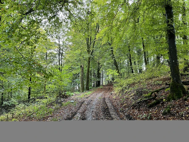 Buchenwald im Frühling am Uplandsteig