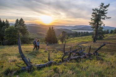 Blühende Heide bei Sonnenuntergang