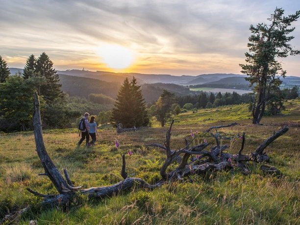 Blühende Heide bei Sonnenuntergang