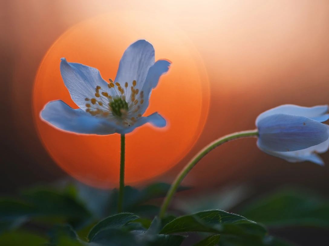 Frühblüher © Naturpark Lauenburgische Seen