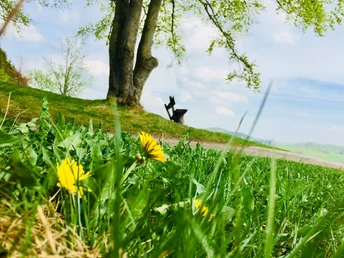 Ringwallweg Schwalenburg im Frühling
