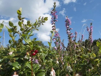 Heidekraut und Preiselbeeren