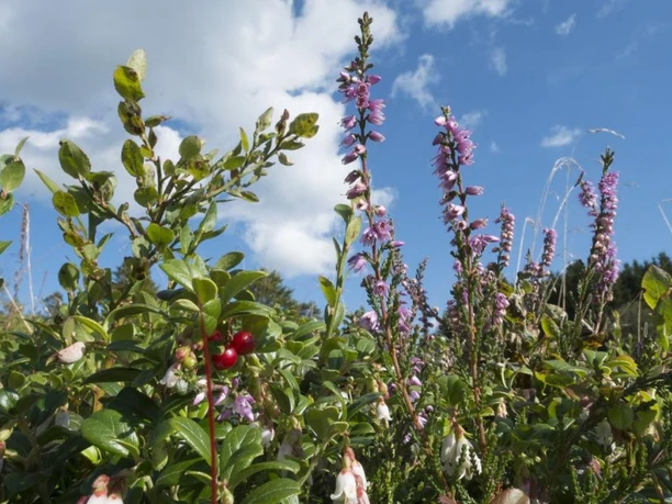 Heidekraut und Preiselbeeren